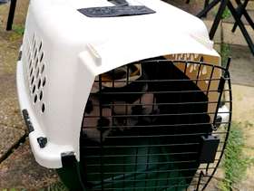 Freecycle Dog travel grate