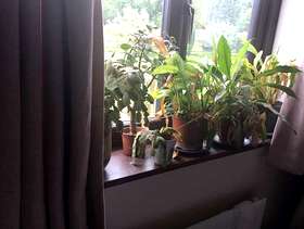 Freecycle House plants.
