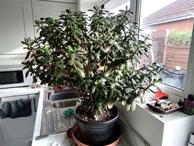 Freecycle Money tree plant