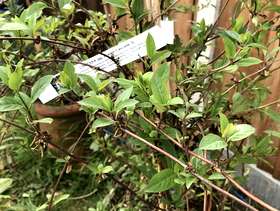 Freecycle Honeysuckle (lonicera cream cascade)