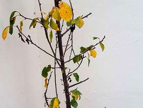 Freecycle Plum tree