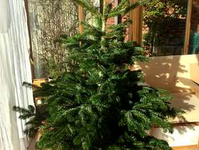 Freecycle Rooted Christmas tree