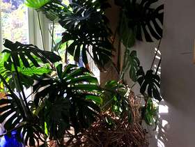 Freecycle Cheese plant for the home