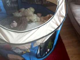 Freecycle Pop up puppy pen