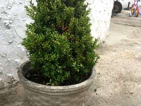Freecycle Plant and pot together