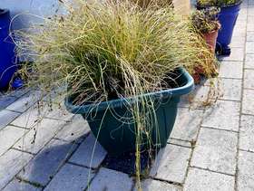 Freecycle Ornamental grass