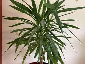 Freecycle Yukka plant