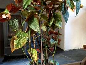 Freecycle Large Houseplant