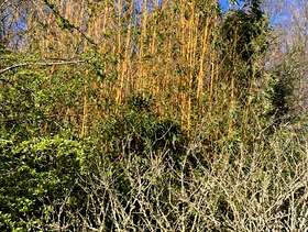 Freecycle Bamboo canes