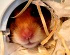 Freecycle Hamster and all accessories