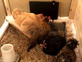 Freecycle Chicken Coop Heater
