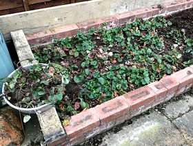 Freecycle Strawberry plants