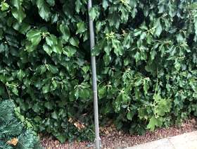 Freecycle Manual lawn aerator