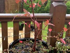 Freecycle Blueberry bush