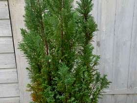 Freecycle Dwarf evergreen conifer tree