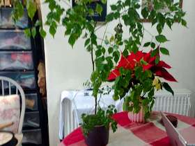 Freecycle China Doll plant