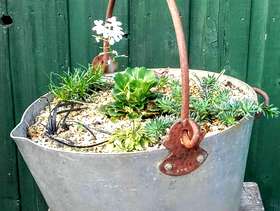 Freecycle 7 alpines in a vintage pan