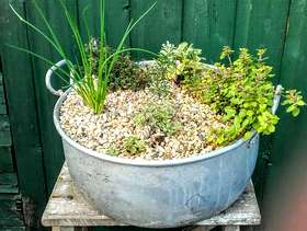 Freecycle Vintage galvanised pan planted with 6 herbs