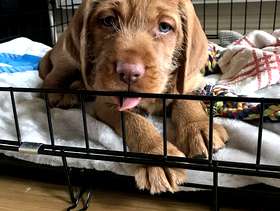 Freecycle Large puppy crate