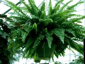 Freecycle Boston Ferns
