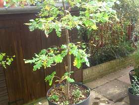 Freecycle Young oak tree 2m tall