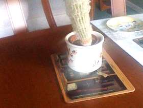 Freecycle Cactus