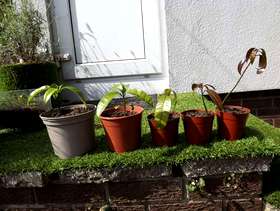 Freecycle Mango plants