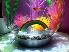Freecycle Aquarium with fish and accessories