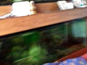 Freecycle 6-ft 2 fish tanks