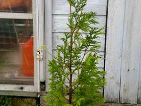 Freecycle Orphan tree for forest