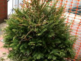 Freecycle Potted Christmas Tree