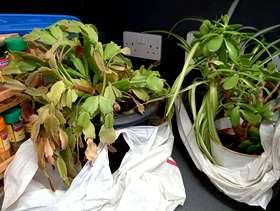 Freecycle 6 x indoor plants