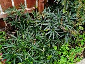 Freecycle Perennial plant winter flowering hellibore