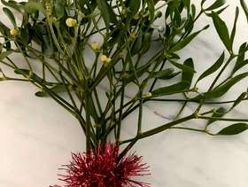 Freecycle Fresh organic mistletoe bunch