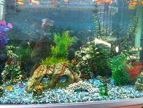 Freecycle Aquarium and tropical fish