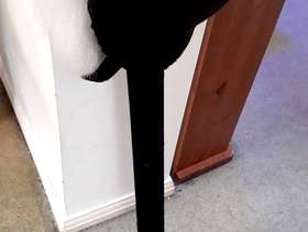 Freecycle Chad Valley Hobby Horse