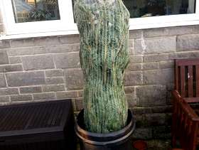 Freecycle Christmas tree