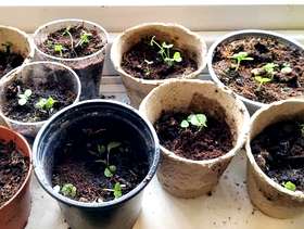 Freecycle Genovese basil seedlings - organic, potted.