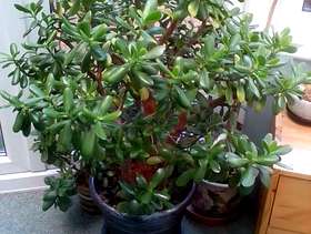 Freecycle Money/Jade Plant