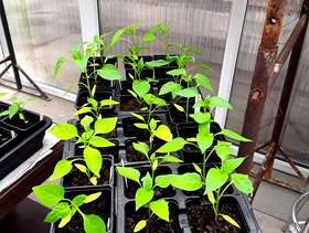 Freecycle Pepper plants