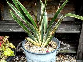 Freecycle Phormium in a galvanised planter