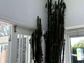 Freecycle Cactus cutting