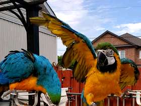 Freecycle Blur & gold maca parrots available