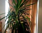 Freecycle Large Yucca c/w Pot