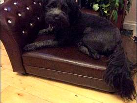 Freecycle Chaise lounge for child or pet