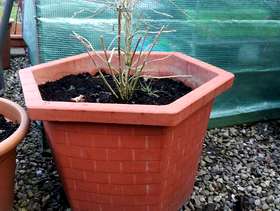 Freecycle Goji berry bush and pot