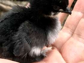 Freecycle Blackbooted Bantam Older Chicks/Pullets