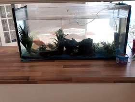 Freecycle Fish tank fish and boats