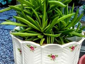 Freecycle Peperomia 'Happy Bean'