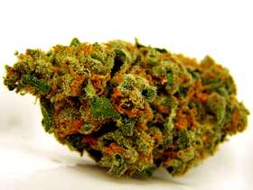 Freecycle Jack Herer